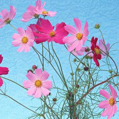 金沙威尼斯(wns)欢乐娱人城